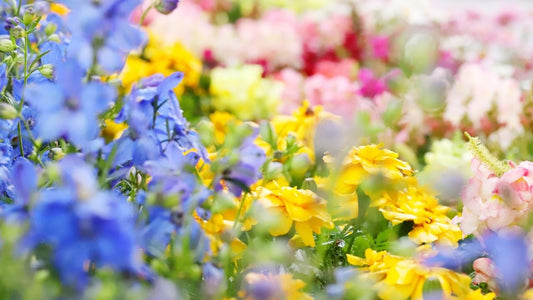 ギフトに、季節の花「誕生花」を送りませんか?