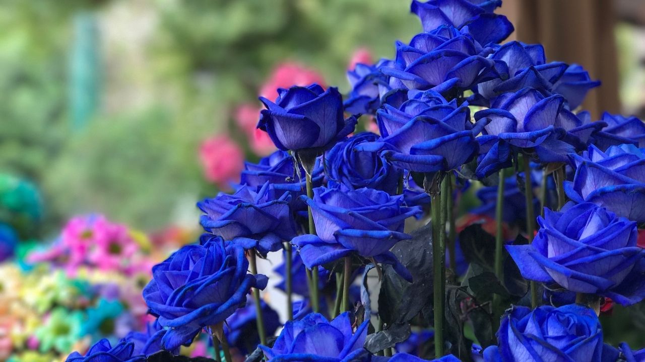 父の日に、感謝のバラの花束を