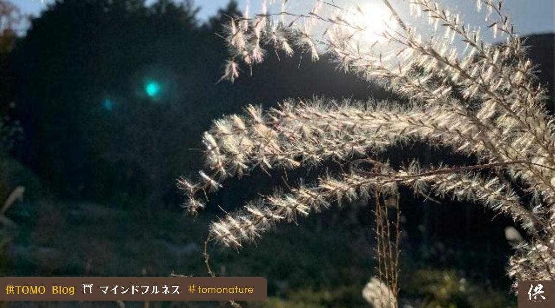 供TOMO トモ マインドフルネス 神道 神社