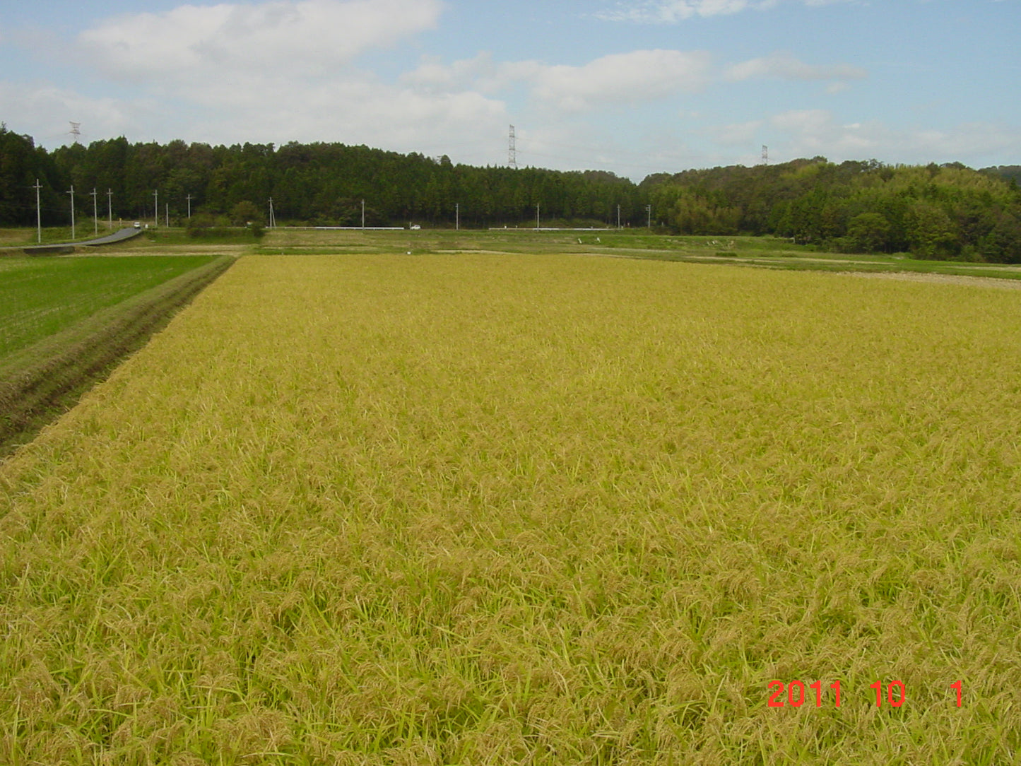Isehikari rice (300g)