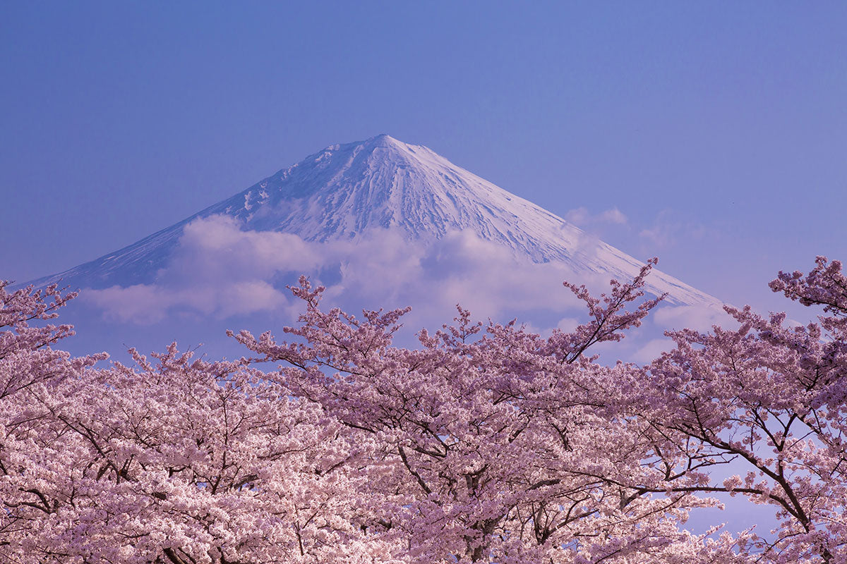 日本の美のシンボル「桜」の語源と花見の歴史 【供TOMO（トモ）】 | 日本産こだわりの食品・雑貨ギフト・プレゼント専門通販サイト – 供TOMO  玄米コーヒーオンラインストア