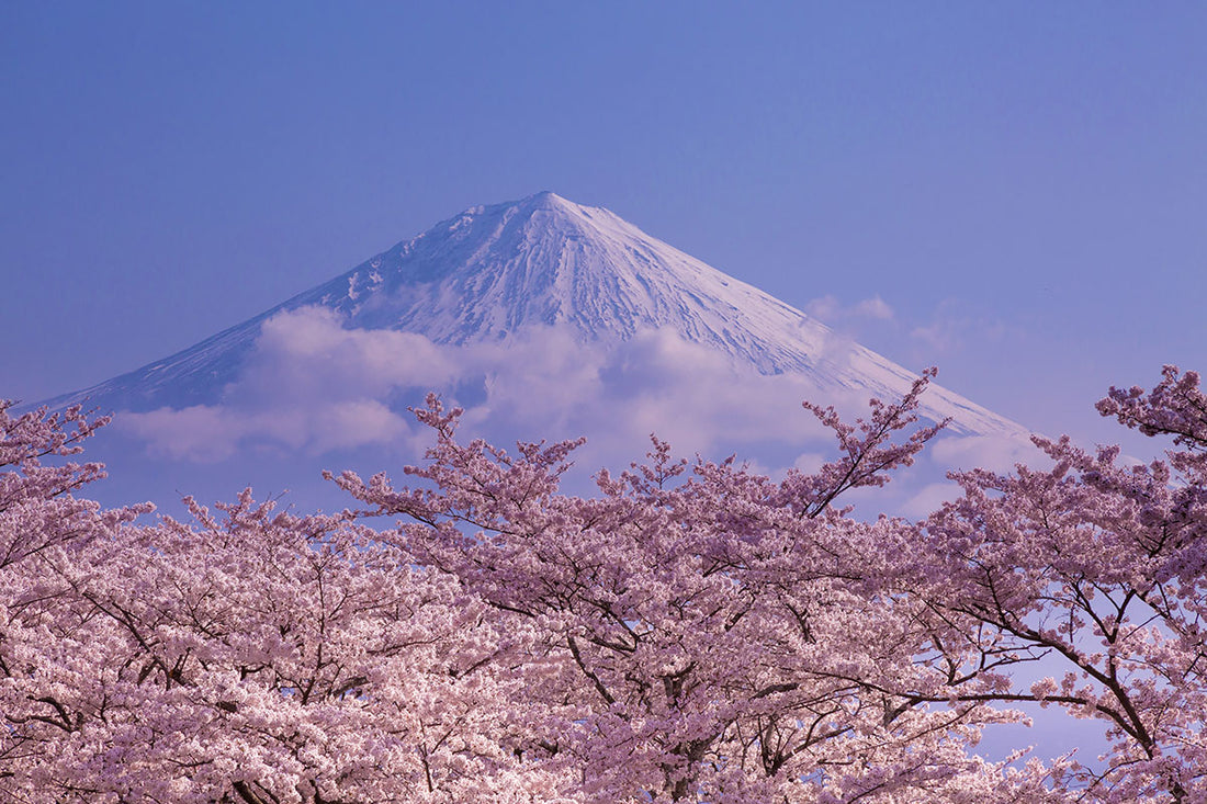 日本の美のシンボル「桜」の語源と花見の歴史