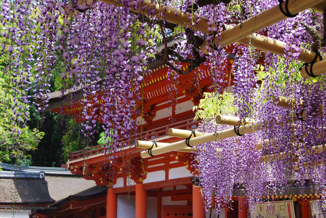 藤の花とゆかりの深い春日大社 | 神社めぐり