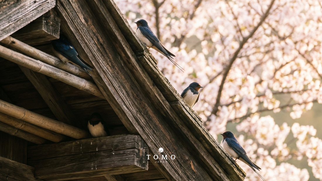 玄鳥至（つばめきたる）――心身の周波数を整え、春の「循環」を迎え入れる一杯