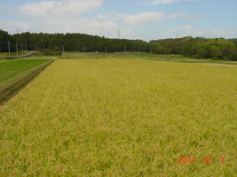 御神米イセヒカリ(白米 300g) ×10個セット